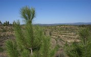 Floresta