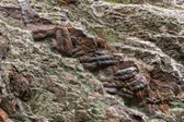 Trilobites