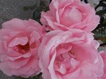 Rosas