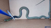Cobra
