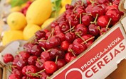 Cereja