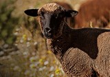 Idanha Borrego