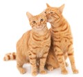 Gatos