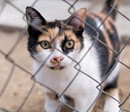 Gato