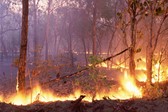 Imagens5cincendio20florestal1