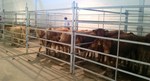 Parque Leilao Gado