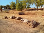 Ovelhas atacadas 01.jpg