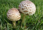 COGUMELO