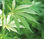 Cannabis