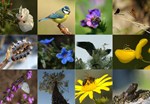 Biodivsummit