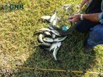 Pesca