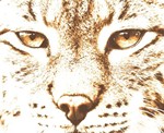 Lince