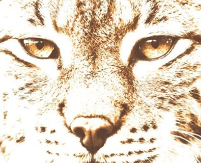 Lince
