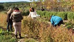 Bioaromas
