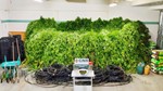 Cannabis