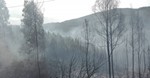 Fogo