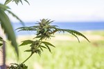 CBD