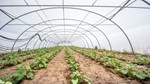 Agricultura