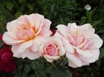 Rosas