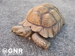 Tartaruga