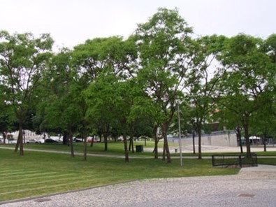 Devesa