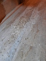 Caca