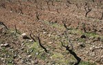 Agricultura