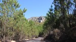 Floresta
