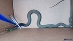 Cobra