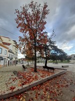 Cores
