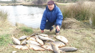 Peixes talagueira 01.JPG
