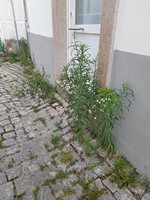 Mudanca
