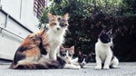 Esterilizacao