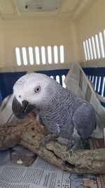 Papagaio