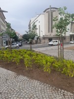 Verdinho
