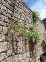 Jardins