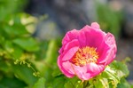 Idanha Rosa Albardeira