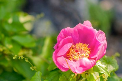 Idanha Rosa Albardeira
