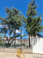 Aberracao