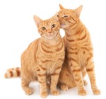 Gatos