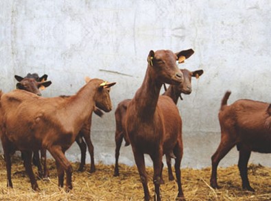 Proenca Caprinicultura