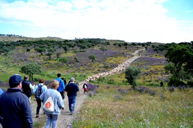 Idanha Transumancia
