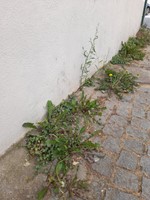 Matagal