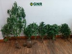 Gnr Droga