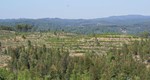 Proenca Floresta