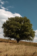 Quercus Sobreiro