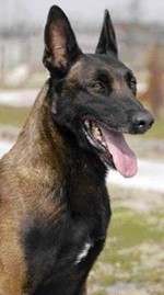 Ovejero Belga Malinois 06