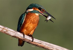Guarda Rios