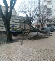 Arvore