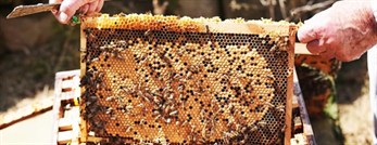 colmeias.jpg